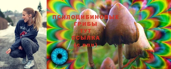 сатива Коряжма